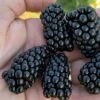 Prime Ark Horizon Blackberry Plant - 1 Gallon Pot 1 Prime Ark Horizon Blackberry Plant - 1 Gallon Pot -Plant Outlet Store rubus prime ark horizon blackberry 1