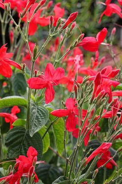 Ragin' Cajun Red Mexican Petunia (Ruellia Elegans) - 5 Pack Quart Pots -Plant Outlet Store ruellia elegans ragin cajun red mexican petunia 3
