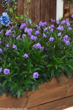 Mayan Compact Purple Mexican Petunia (Ruellia) - 5 Pack Quart Pots -Plant Outlet Store ruellia simplex mayan compact purple mexican petunia 4