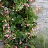 Rose Sensation Pink Climbing Hydrangea Vine - 1 Gallon Pot 2 Rose Sensation Pink Climbing Hydrangea Vine - 1 Gallon Pot -Plant Outlet Store schizophragma hydrangeoides rose sensation climbing hydrangea 101