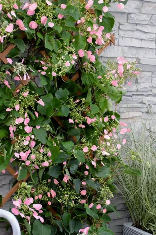 Rose Sensation Pink Climbing Hydrangea Vine - 1 Gallon Pot 3 Rose Sensation Pink Climbing Hydrangea Vine - 1 Gallon Pot