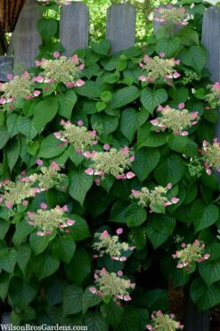 Rose Sensation Pink Climbing Hydrangea Vine - 1 Gallon Pot 18 Rose Sensation Pink Climbing Hydrangea Vine - 1 Gallon Pot -Plant Outlet Store schizophragma hydrangeoides rose sensation climbing hydrangea 104