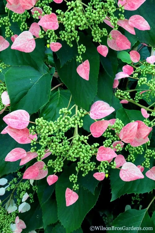 Rose Sensation Pink Climbing Hydrangea Vine - 1 Gallon Pot 11 Rose Sensation Pink Climbing Hydrangea Vine - 1 Gallon Pot - Image 9