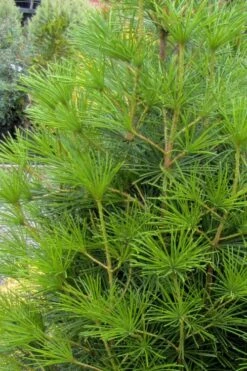 Joe Kozey Japanese Umbrella Pine (Sciadopitys) - 6 Gallon Pot -Plant Outlet Store sciadopitys verticillata joe kozey japanese umbrella pine 4