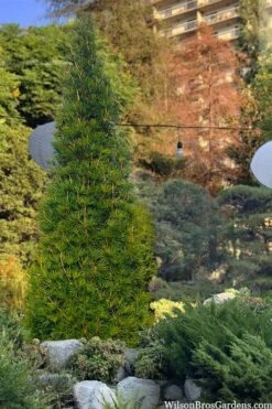 Joe Kozey Japanese Umbrella Pine (Sciadopitys) - 6 Gallon Pot -Plant Outlet Store sciadopitys verticillata joe kozey japanese umbrella pine 6