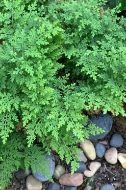 Arborvitae Fern (Selaginella Braunii) - 1 Gallon Pot -Plant Outlet Store selaginella braunii arborvitae fern 2