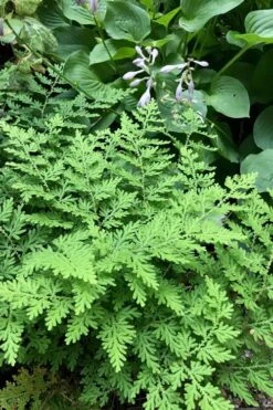 Arborvitae Fern (Selaginella Braunii) - 1 Gallon Pot -Plant Outlet Store selaginella braunii arborvitae fern 3
