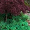 Arborvitae Fern (Selaginella Braunii) - 1 Gallon Pot -Plant Outlet Store selaginella braunii arborvitae fern 6