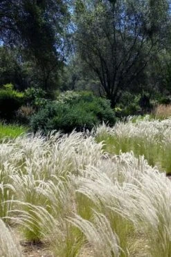 Peruvian Feather Grass (Stipa Ichu) - 1 Gallon Pot -Plant Outlet Store stipa ichu peruvian feather grass 12