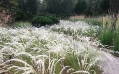 Peruvian Feather Grass (Stipa Ichu) - 1 Gallon Pot -Plant Outlet Store stipa ichu peruvian feather grass 4
