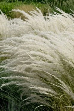 Peruvian Feather Grass (Stipa Ichu) - 1 Gallon Pot -Plant Outlet Store stipa ichu peruvian feather grass 7