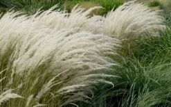 Peruvian Feather Grass (Stipa Ichu) - 1 Gallon Pot -Plant Outlet Store stipa ichu peruvian feather grass 8
