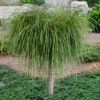 Whipcord Arborvitae (Single Trunk Topiary Tree) - 2 Gallon Pot 2 Whipcord Arborvitae (Single Trunk Topiary Tree) - 2 Gallon Pot -Plant Outlet Store thuja plicata whipcord arbirvitae topiary tree 1