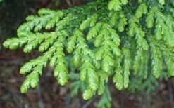 Hiba Arborvitae (Thujopsis Dolabrata) - 3 Gallon Pot 14 Hiba Arborvitae (Thujopsis Dolabrata) - 3 Gallon Pot -Plant Outlet Store thujopsis dolabrata hiba arborvitae 1