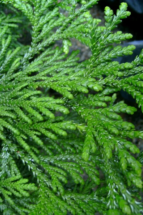 Hiba Arborvitae (Thujopsis Dolabrata) - 3 Gallon Pot 9 Hiba Arborvitae (Thujopsis Dolabrata) - 3 Gallon Pot - Image 7