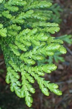 Hiba Arborvitae (Thujopsis Dolabrata) - 3 Gallon Pot 13 Hiba Arborvitae (Thujopsis Dolabrata) - 3 Gallon Pot -Plant Outlet Store thujopsis dolabrata hiba arborvitae 11