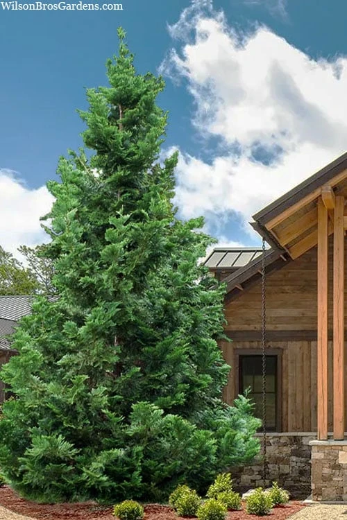 Hiba Arborvitae (Thujopsis Dolabrata) - 3 Gallon Pot 3 Hiba Arborvitae (Thujopsis Dolabrata) - 3 Gallon Pot