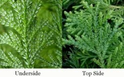 Hiba Arborvitae (Thujopsis Dolabrata) - 3 Gallon Pot 16 Hiba Arborvitae (Thujopsis Dolabrata) - 3 Gallon Pot -Plant Outlet Store thujopsis dolabrata hiba arborvitae 4