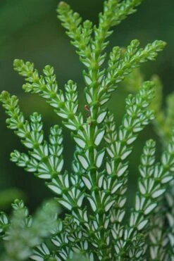 Hiba Arborvitae (Thujopsis Dolabrata) - 3 Gallon Pot 18 Hiba Arborvitae (Thujopsis Dolabrata) - 3 Gallon Pot -Plant Outlet Store thujopsis dolabrata hiba arborvitae 5