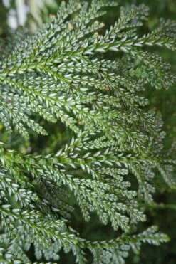 Hiba Arborvitae (Thujopsis Dolabrata) - 3 Gallon Pot 19 Hiba Arborvitae (Thujopsis Dolabrata) - 3 Gallon Pot -Plant Outlet Store thujopsis dolabrata hiba arborvitae 7