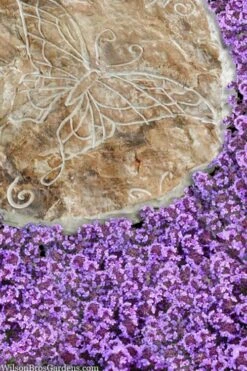 Caborn Wine & Roses Creeping Thyme - 5 Pack Of Pint Pots -Plant Outlet Store thymus caborn wine and roses 2