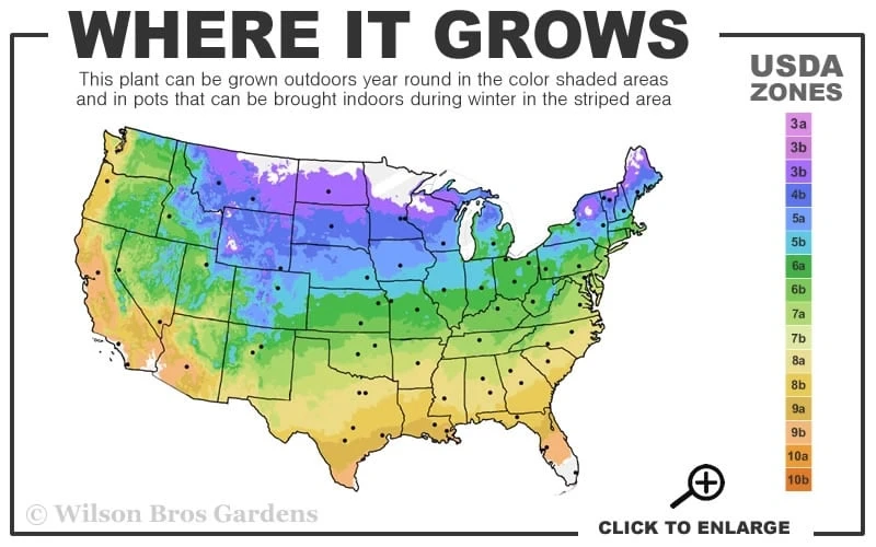 Mrs. Cholmondeley Clematis - 1 Gallon Pot 5 Mrs. Cholmondeley Clematis - 1 Gallon Pot - Image 3