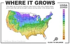 Corinne Clematis - 1 Gallon Pot -Plant Outlet Store usda zone map 5