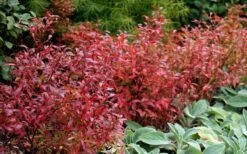 Wild Lowbush Blueberry Plant - 1 Gallon 19 Wild Lowbush Blueberry Plant - 1 Gallon -Plant Outlet Store vaccinium angustifolium low bush blueberry 2