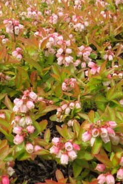 Wild Lowbush Blueberry Plant - 1 Gallon 18 Wild Lowbush Blueberry Plant - 1 Gallon -Plant Outlet Store vaccinium angustifolium low bush blueberry 4