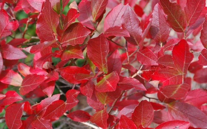 Wild Lowbush Blueberry Plant - 1 Gallon 8 Wild Lowbush Blueberry Plant - 1 Gallon - Image 6