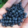 Wild Lowbush Blueberry Plant - 1 Gallon 2 Wild Lowbush Blueberry Plant - 1 Gallon -Plant Outlet Store vaccinium angustifolium low bush blueberry 8