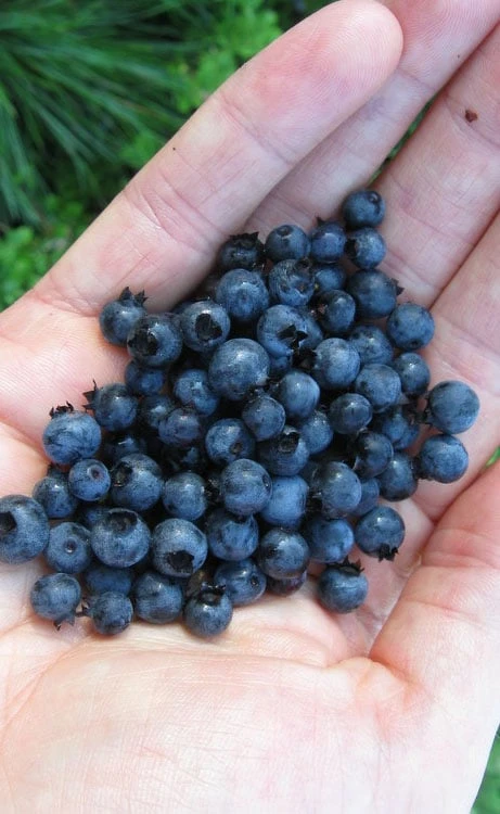 Wild Lowbush Blueberry Plant - 1 Gallon 3 Wild Lowbush Blueberry Plant - 1 Gallon