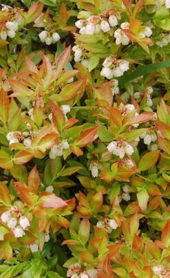 Wild Lowbush Blueberry Plant - 1 Gallon 14 Wild Lowbush Blueberry Plant - 1 Gallon -Plant Outlet Store vaccinium angustifolium low bush blueberry 9