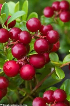 Red Candy Ligonberry (Vaccinum Vitis-idaea) - 1 Gallon 9 Red Candy Ligonberry (Vaccinum Vitis-idaea) - 1 Gallon -Plant Outlet Store vaccinum vitis idaea red candy ligonberry 2