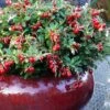 Red Candy Ligonberry (Vaccinum Vitis-idaea) - 1 Gallon -Plant Outlet Store vaccinum vitis idaea red candy ligonberry 3