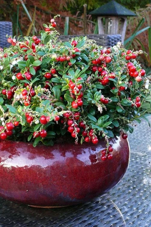 Red Candy Ligonberry (Vaccinum Vitis-idaea) - 1 Gallon 3 Red Candy Ligonberry (Vaccinum Vitis-idaea) - 1 Gallon