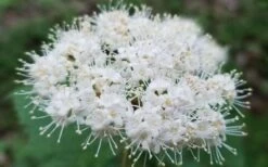 Maple Leaf Viburnum - 3 Pack Of 1.5 Quart Pots -Plant Outlet Store viburnum acerifolium maple leaf 15