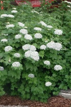 Maple Leaf Viburnum - 3 Pack Of 1.5 Quart Pots -Plant Outlet Store viburnum acerifolium maple leaf 16