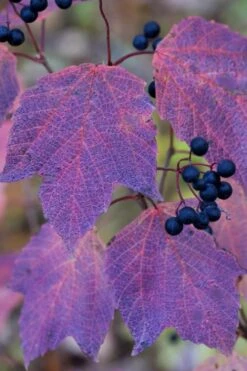 Maple Leaf Viburnum - 3 Pack Of 1.5 Quart Pots -Plant Outlet Store viburnum acerifolium maple leaf 3
