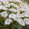 Mohican Arrowwood Viburnum - 6 Gallon Pot (4-5') -Plant Outlet Store viburnum lantana mohican 2