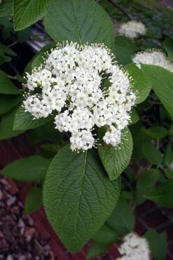 Mohican Arrowwood Viburnum - 6 Gallon Pot (4-5') 14 Mohican Arrowwood Viburnum - 6 Gallon Pot (4-5') -Plant Outlet Store viburnum lantana mohican 5