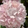 Kern's Pink Snowball Viburnum Bush - 2 Gallon Pot -Plant Outlet Store viburnum plicatum kerns pink snowball 2