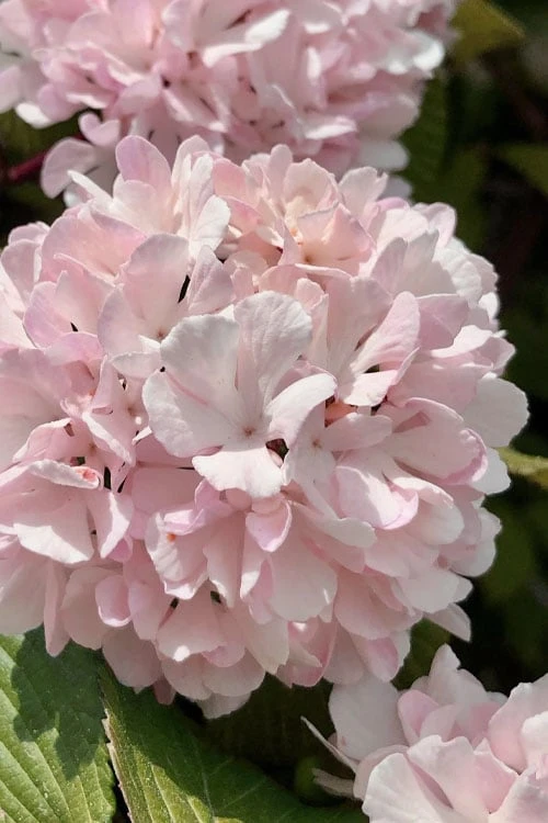 Kern's Pink Snowball Viburnum Bush - 2 Gallon Pot 3 Kern's Pink Snowball Viburnum Bush - 2 Gallon Pot