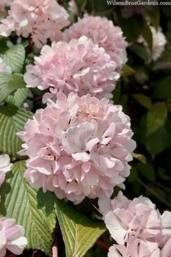 Kern's Pink Snowball Viburnum Bush - 2 Gallon Pot 12 Kern's Pink Snowball Viburnum Bush - 2 Gallon Pot -Plant Outlet Store viburnum plicatum kerns pink snowball 3