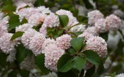 Kern's Pink Snowball Viburnum Bush - 3 Gallon Pot -Plant Outlet Store viburnum plicatum kerns pink snowball 7 1