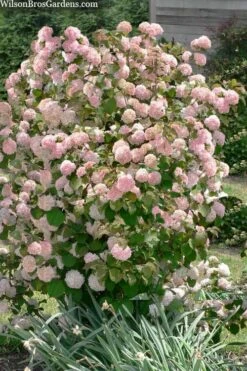 Kern's Pink Snowball Viburnum Bush - 3 Gallon Pot -Plant Outlet Store viburnum plicatum kerns pink snowball 9 1