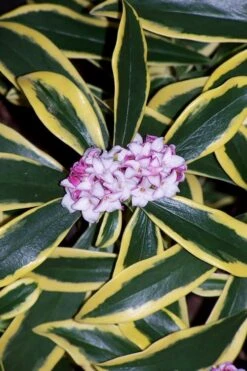 Marianni Variegated Pink Winter Daphne - 1 Gallon Pot 11 Marianni Variegated Pink Winter Daphne - 1 Gallon Pot -Plant Outlet Store winter daphne marianni 3