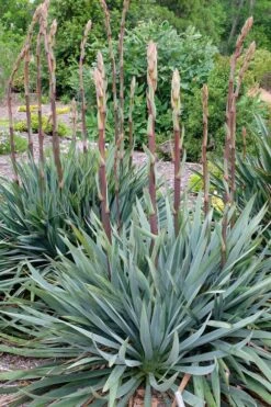 Silver Anniversary Yucca - 1 Gallon Pot 15 Silver Anniversary Yucca - 1 Gallon Pot -Plant Outlet Store yucca silver anniversary 1