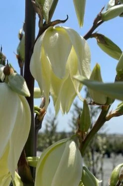 Silver Anniversary Yucca - 1 Gallon Pot 14 Silver Anniversary Yucca - 1 Gallon Pot -Plant Outlet Store yucca silver anniversary 2