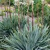 Silver Anniversary Yucca - 1 Gallon Pot -Plant Outlet Store yucca silver anniversary 4